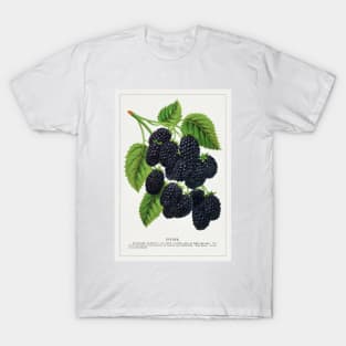 Snyder Blackberry Lithograph (1900) T-Shirt